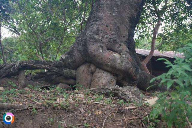 Weird looking tree roots growing near some rocks