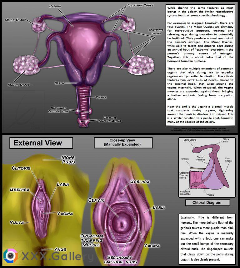 Part I of My Concept for what the Twi'ek Reproductive System might be like [@LjPynn]