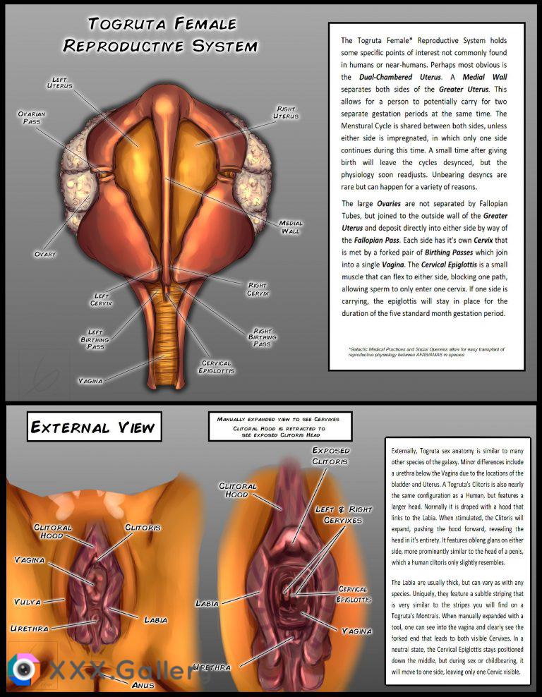 Togruta Reproductive Breakdown with more alien design elements! [@LjPynn]