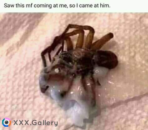 The spider is c(u)ming