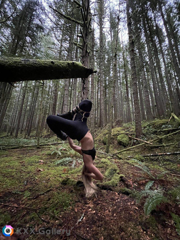 Forest futomomo in misty Pacific Northwest wilderness near Seattle